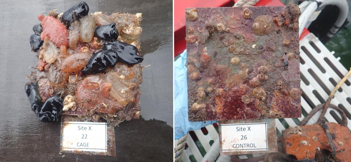 Square panel covered in red, black and brown blob-like organisms. A white sign beneath reads "Site X 22, Cage." Right: Square panel covered by brown and red mat-like organisms. A sign beneath reads "Site X 26, Control."