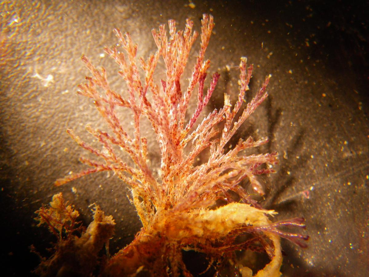 Orange branching bryozoan