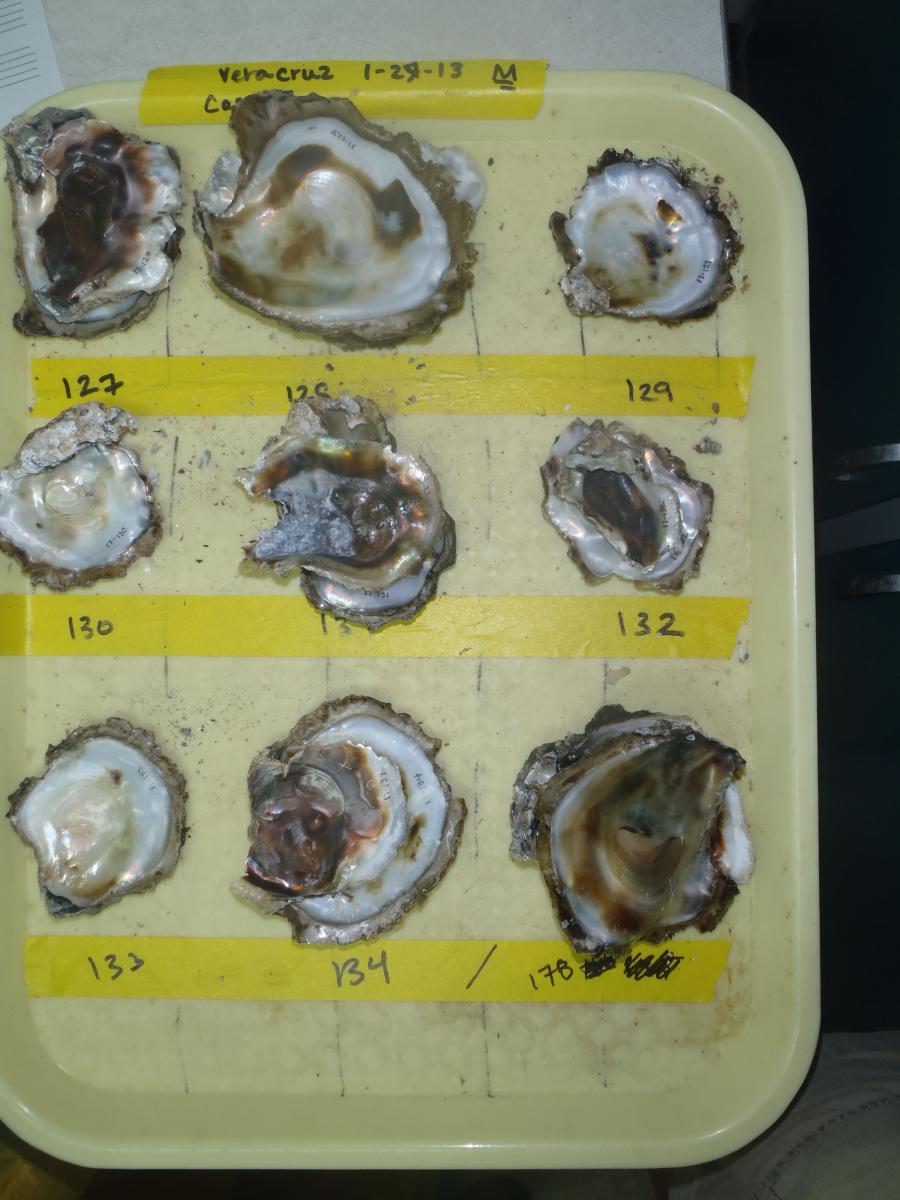 cafeteria_tray_full_of_oysters.jpg