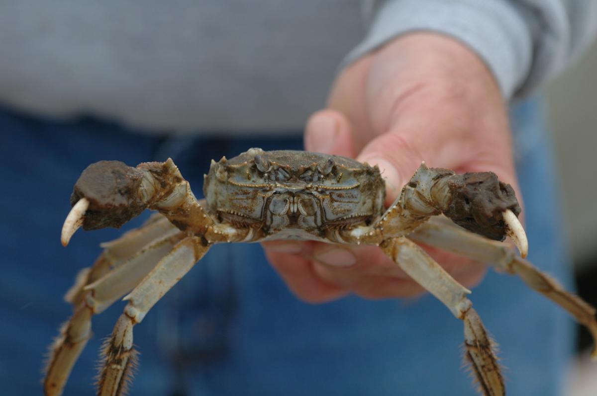 Chinese mitten crab in scientist's outstretched hand