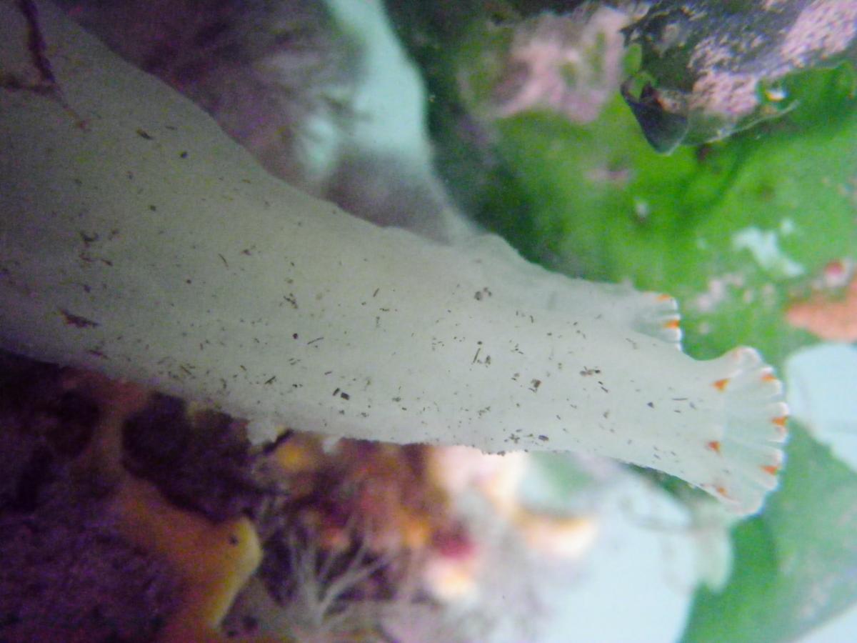 White vase-shaped tunicate