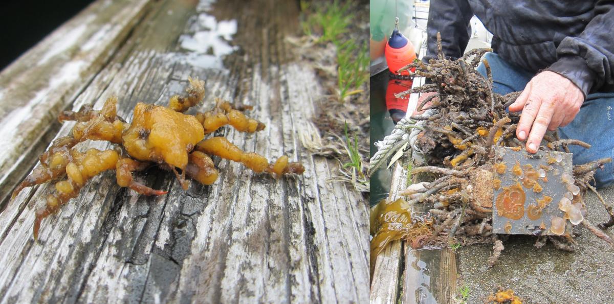Left photo: Crab covered in orange tunicate. Right photo: Grey panel with orange fouling organisms.