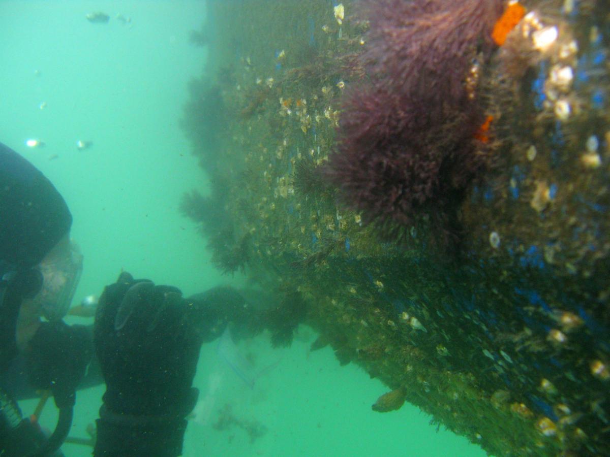 Diver sampling hull of ship with colorful marine life underwater