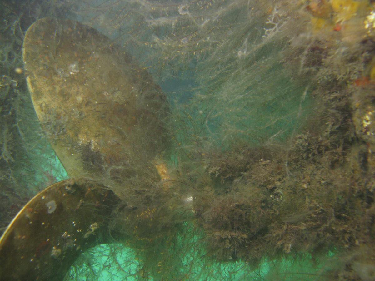 The propeller of a transient boat can just about be seen through a thick covering of biofouling.