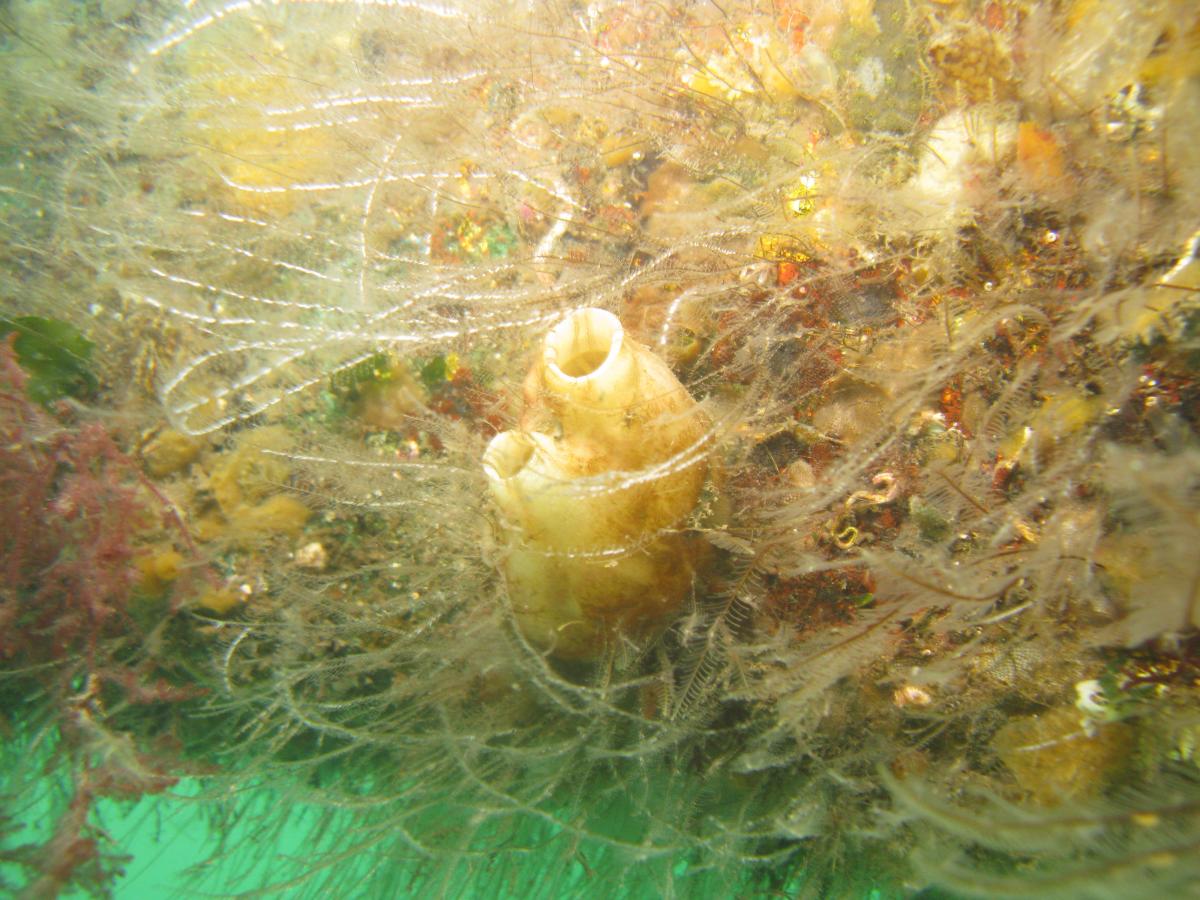 A diverse biofouling assemblage recorded on the hull of a transient boat on the West Coast, including the introduced tunicate Styela plicata.