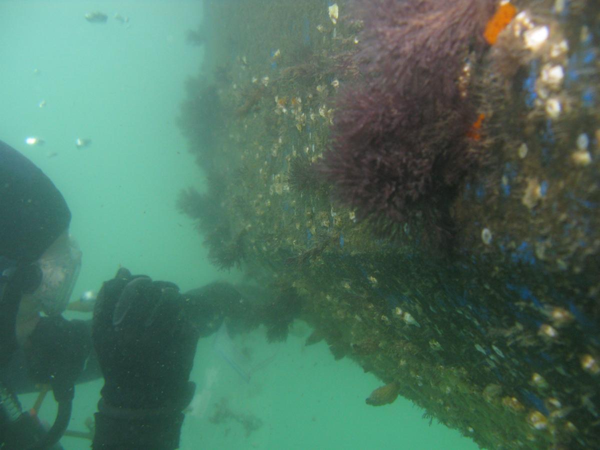 A SCUBA diving researcher samples the hull of a heavily fouled recreational boat in California. 