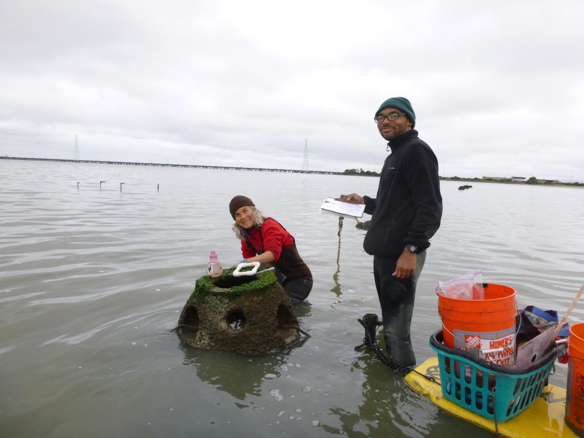 Two scientists in the water. One kneels beside a manmade rock ball for oysters, the other stands with a clipboard.