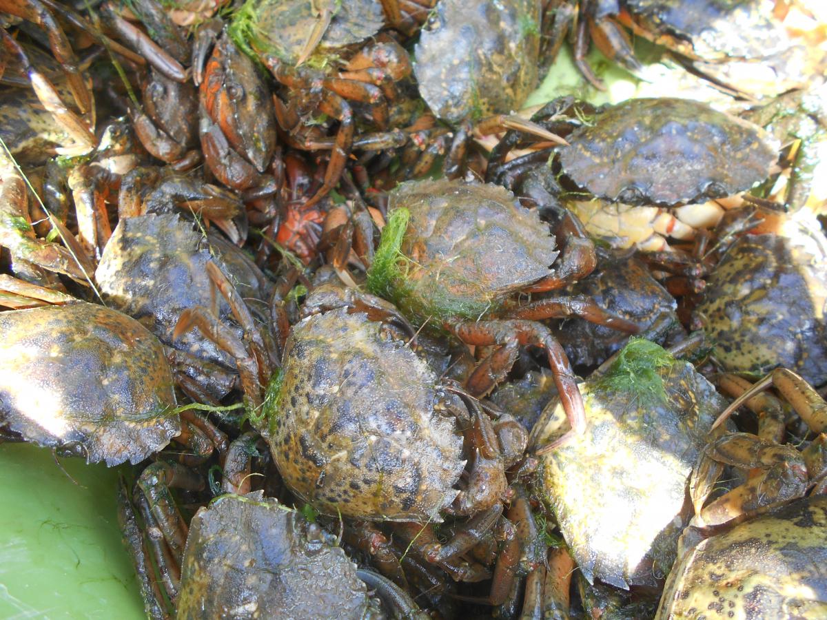 Annual crab trap removal set