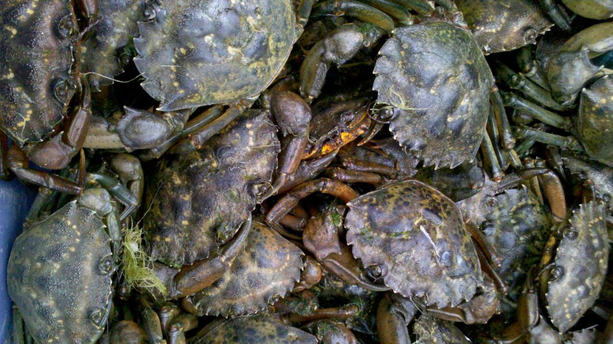 Green crabs at Stinson Beach