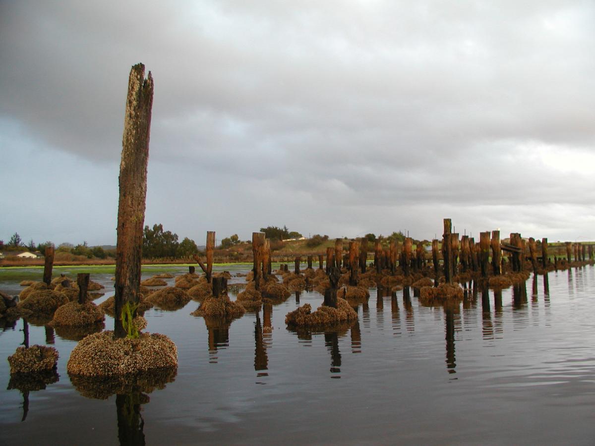 Australian tubeworm (Ficopomatus  enigmaticus)