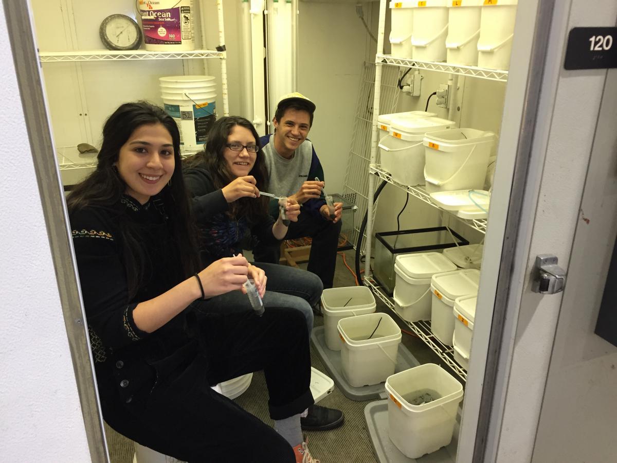 West coast interns in the cold room, working on an experiment to test the responses of the clam Gemma gemma to extreme low salinities. (2017)