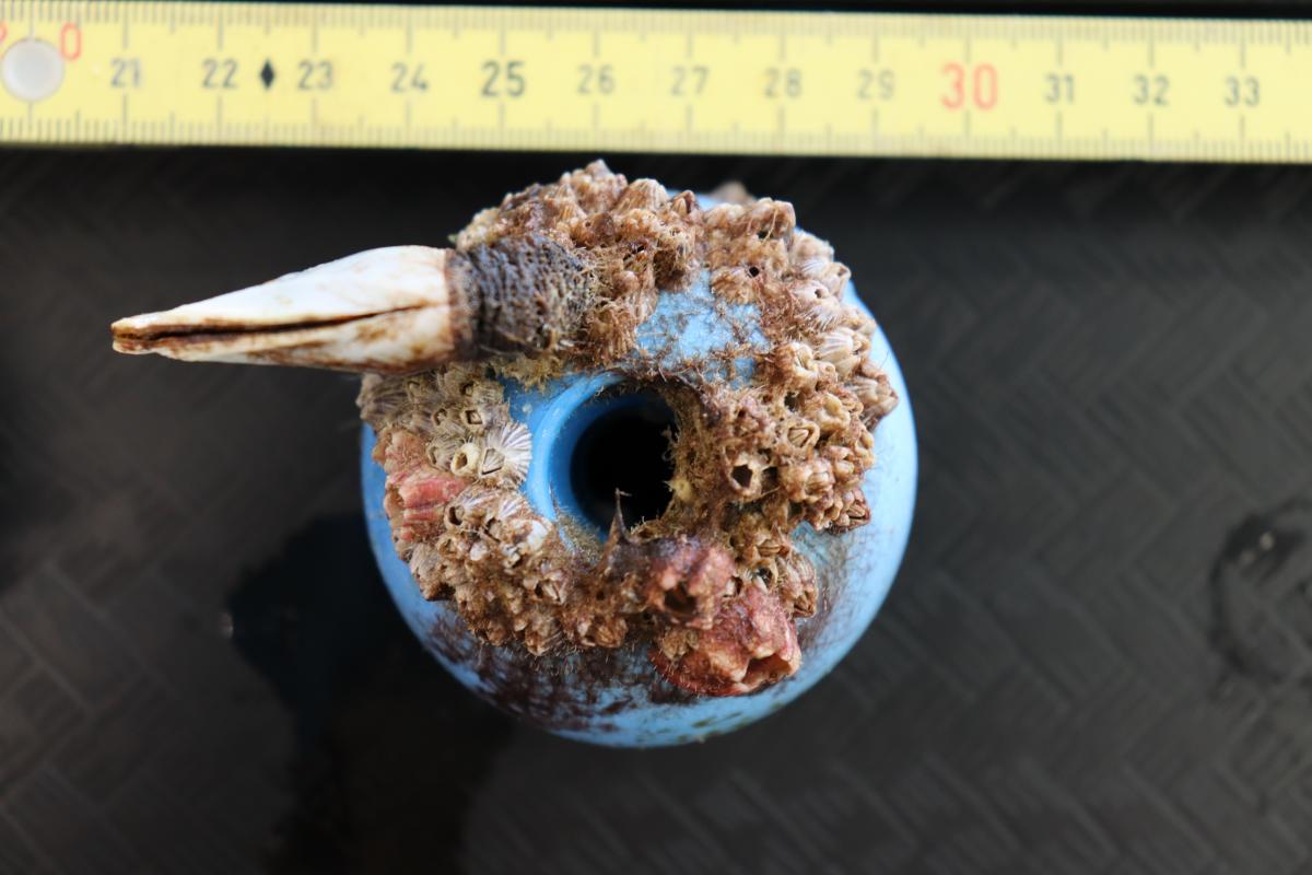 Colorful barnacles on a round piece of blue plastic