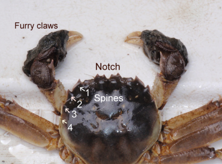 key characters of the chinese mitten crab