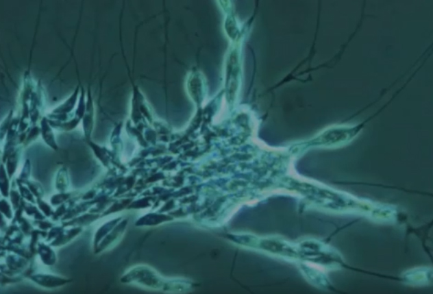 labyrinthula_screenshot_danmartin.jpg
