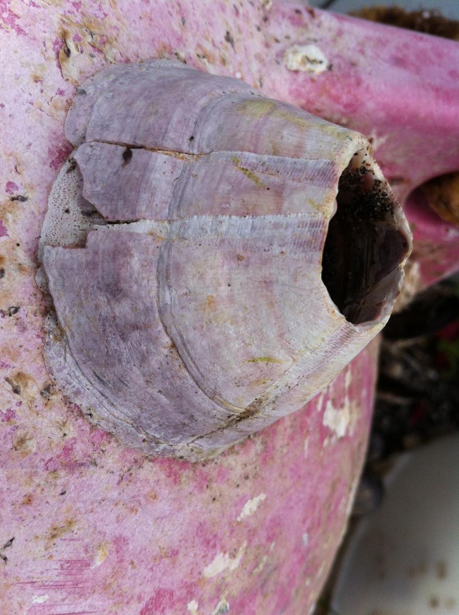 Close-up of pink acorn barnacle on pink buoy