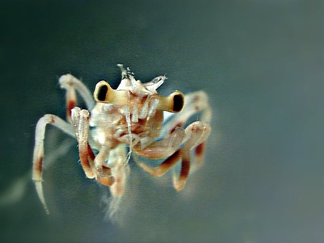 Crab megalopa from Anacortes, WA