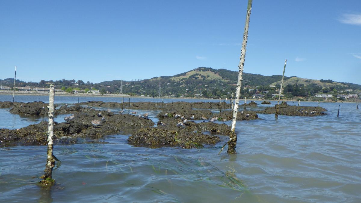 About 20 sandpiper birds perch on a muddy brown oyster restoration in the water, surrounded by tree like poles. A shoreline with small green hills sits in the background.