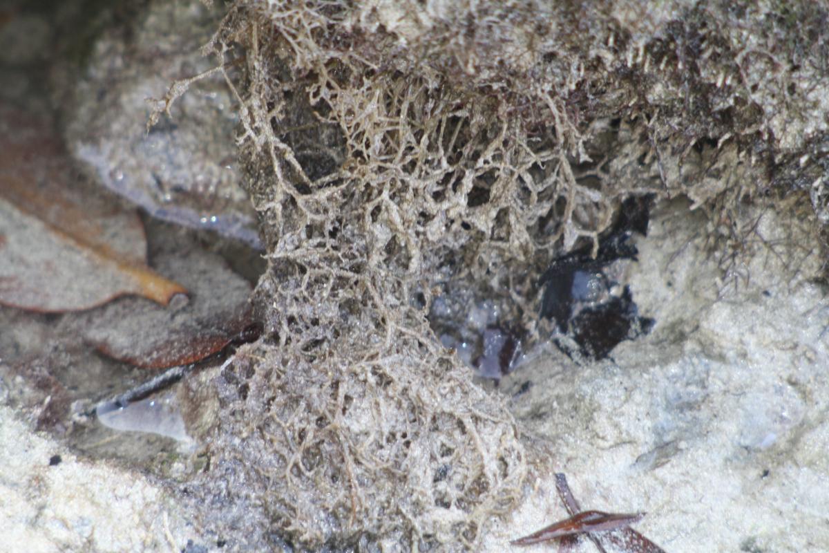 spaghetti bryozoan in puerto aroya 