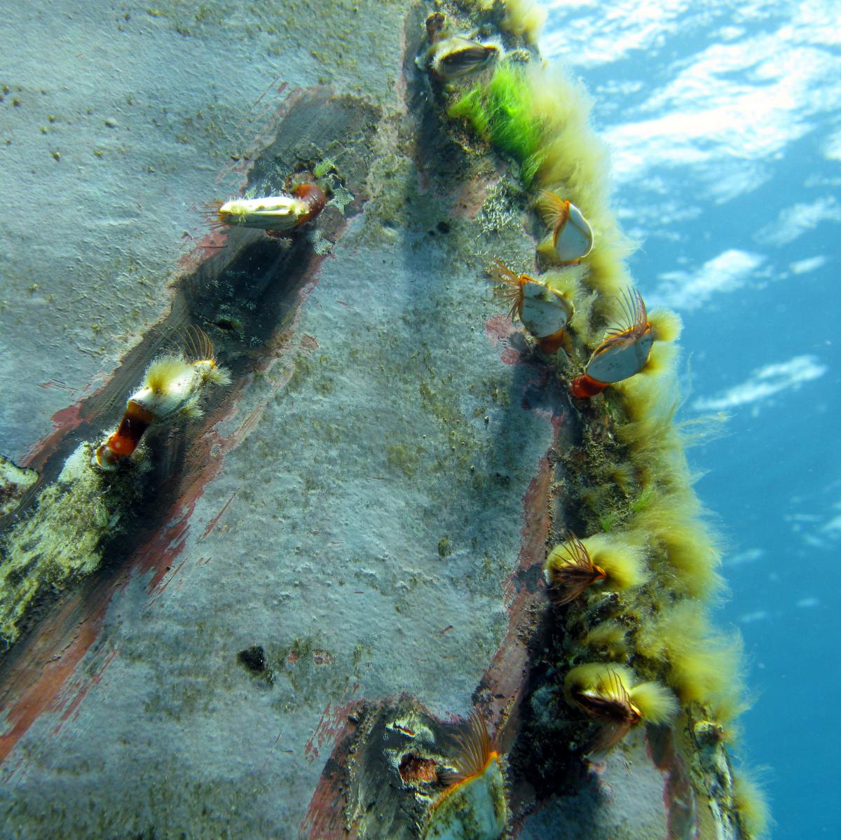 stalked barnacles on the bow of a ship