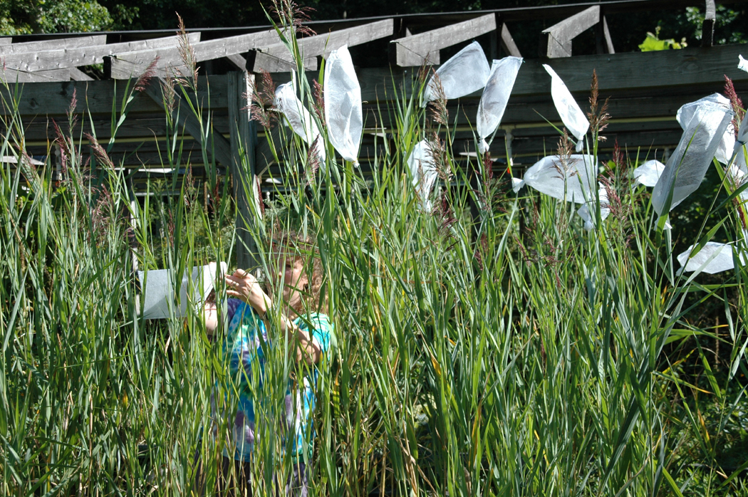 A Phragmites pollination experiment