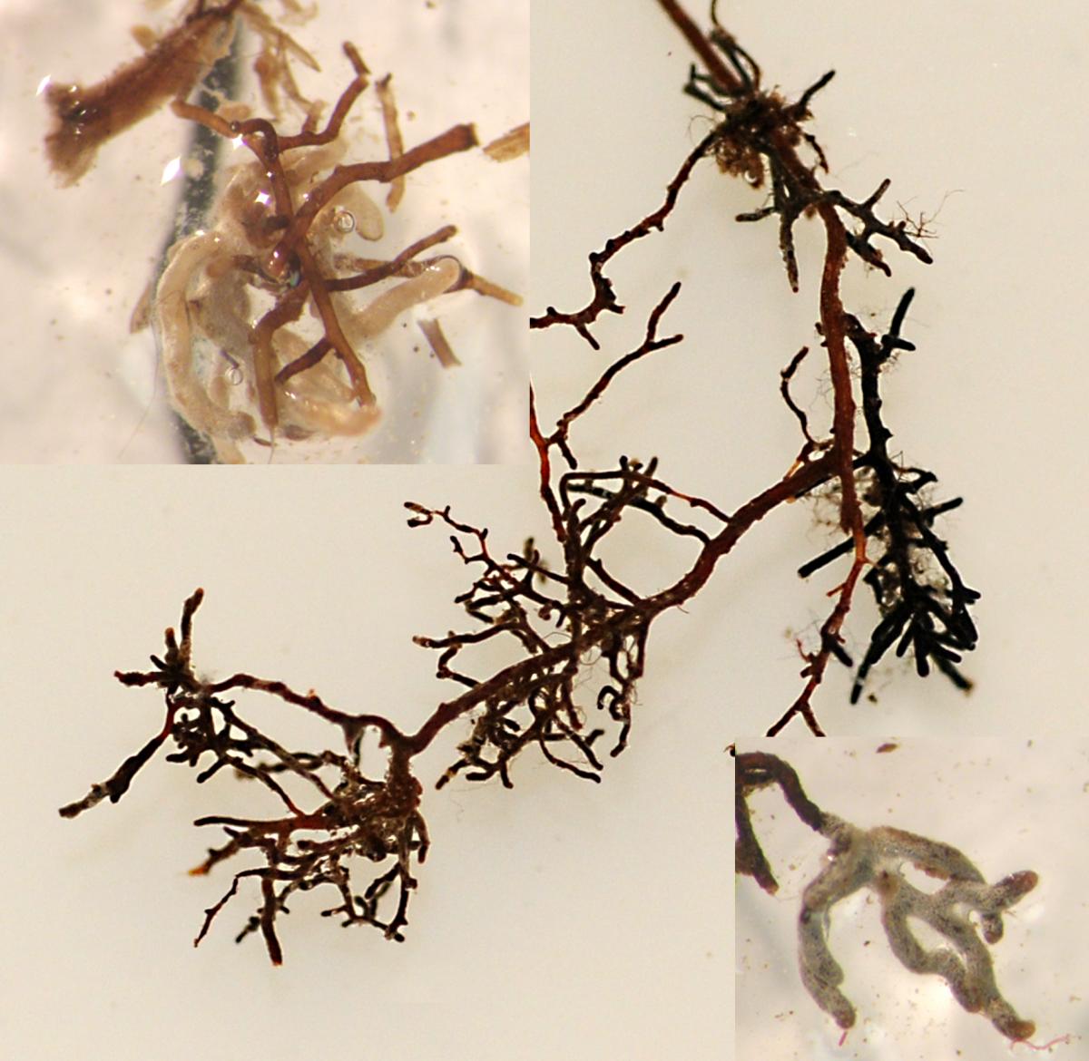 Ectomycorrhizal roots