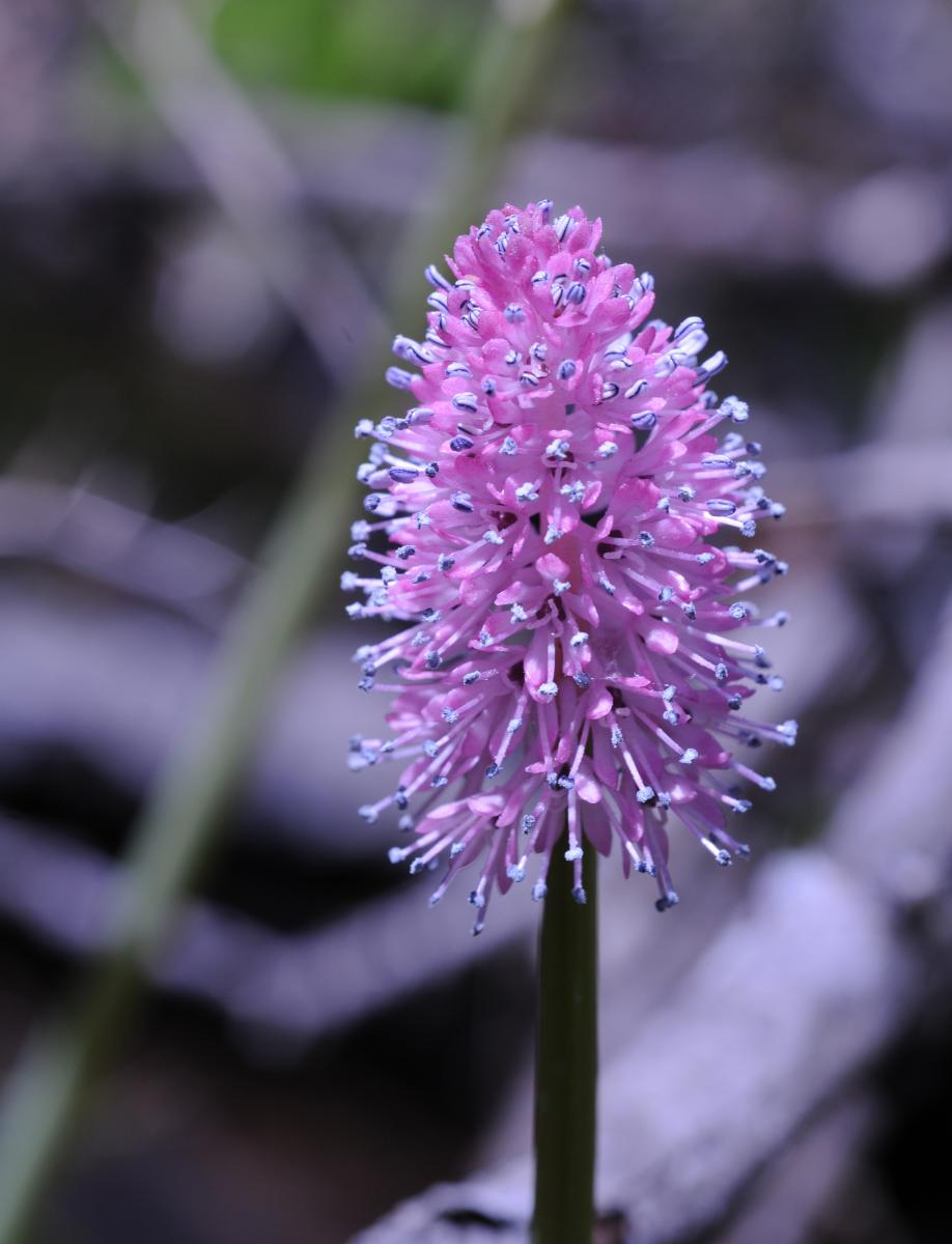 A flowering Helonias plant