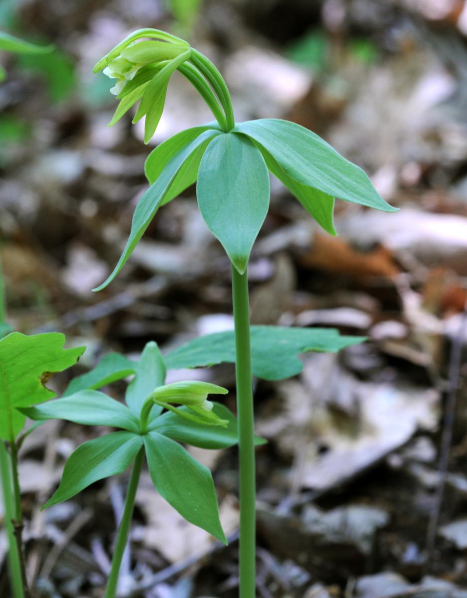 Three flowers of Isotria medeoloides