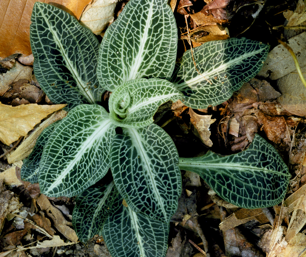 Goodyera pubescens