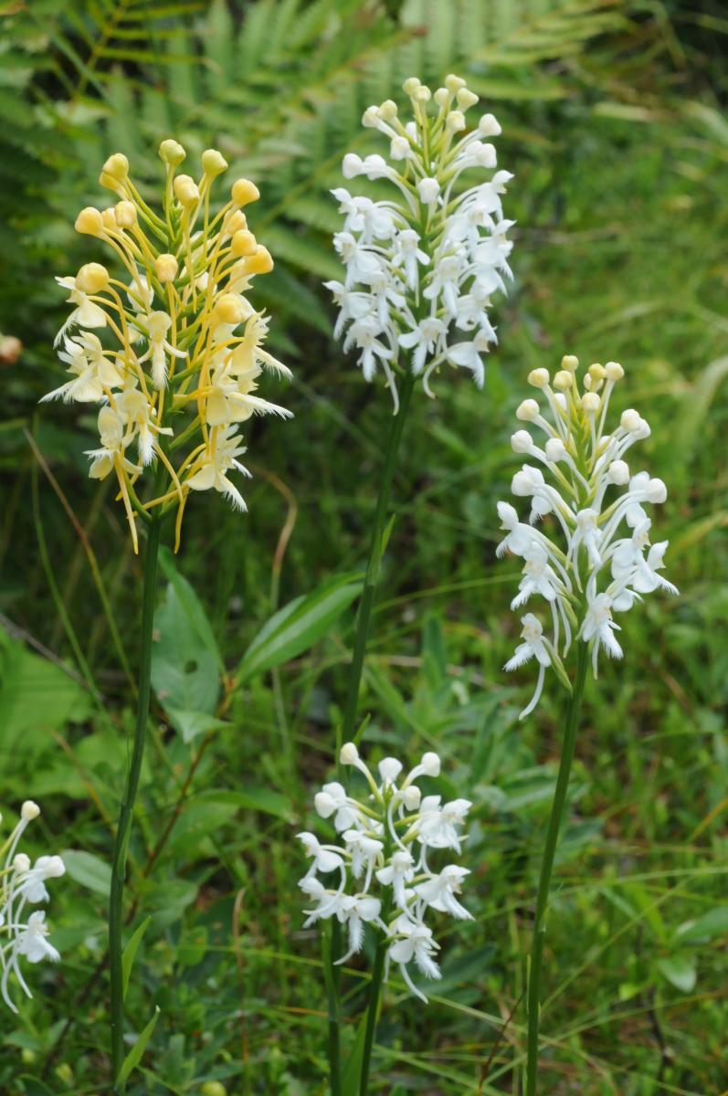 Hybrid Platanthera flowers