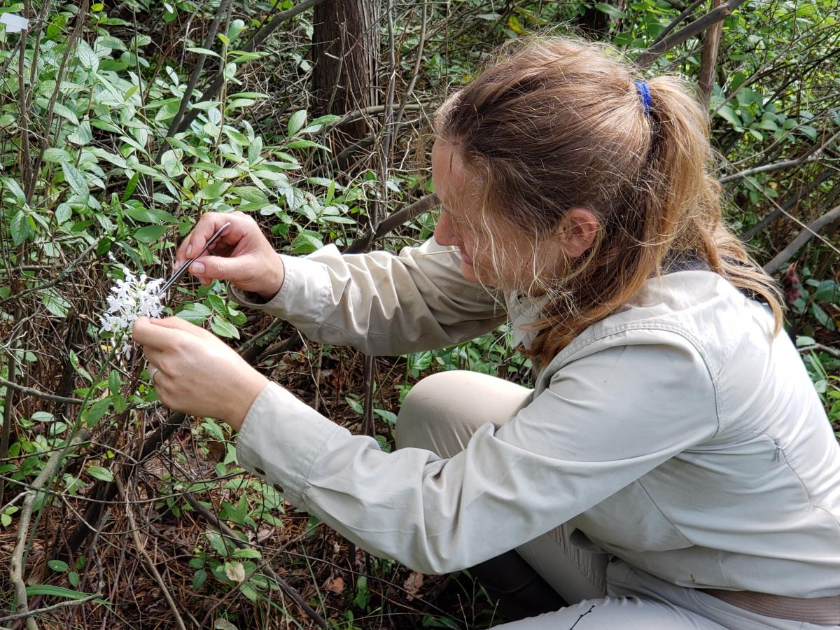 Ida Hartvig hand-pollinating an orchid