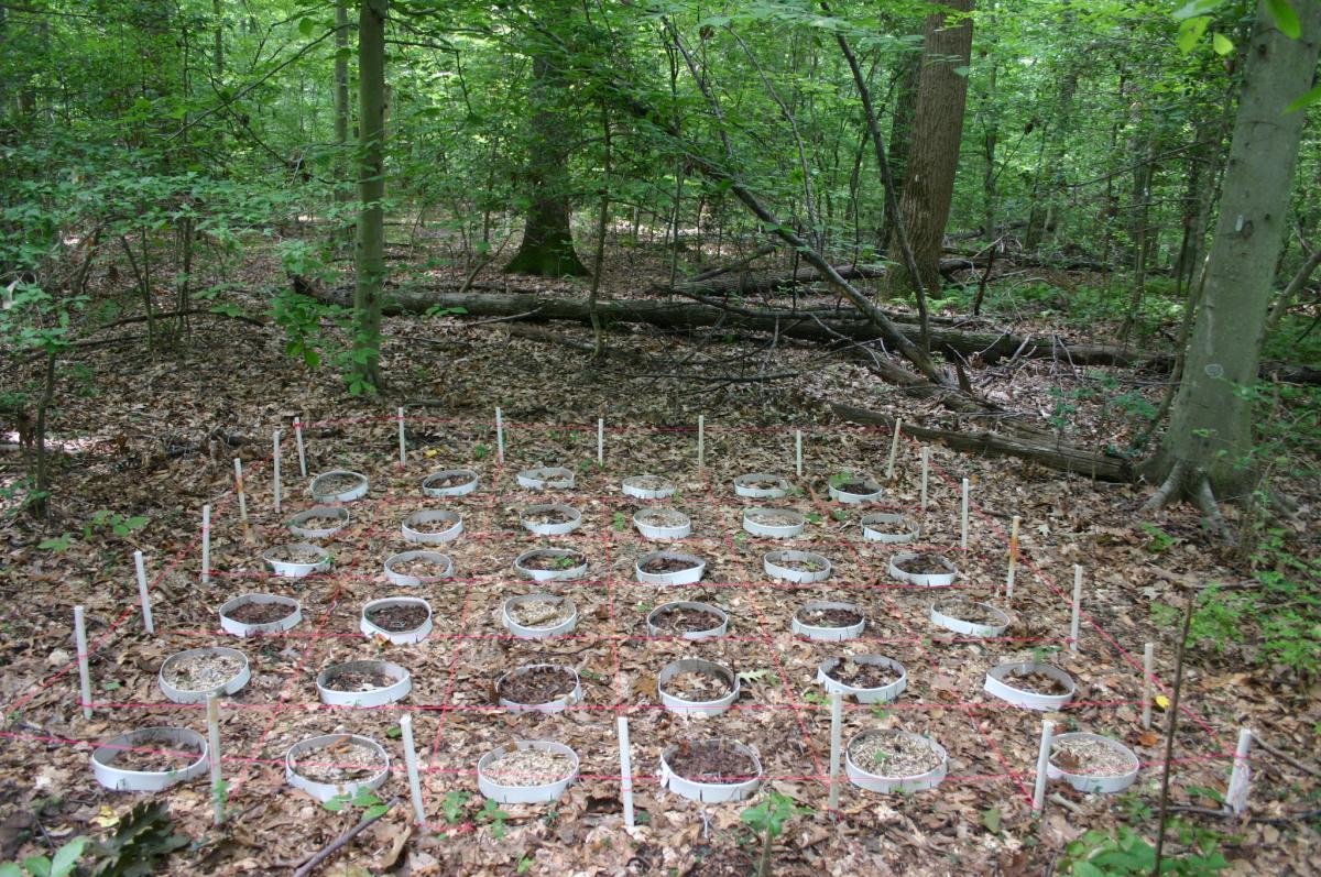 Northland Nature: Fungi mimic coral on forest floor - Duluth News