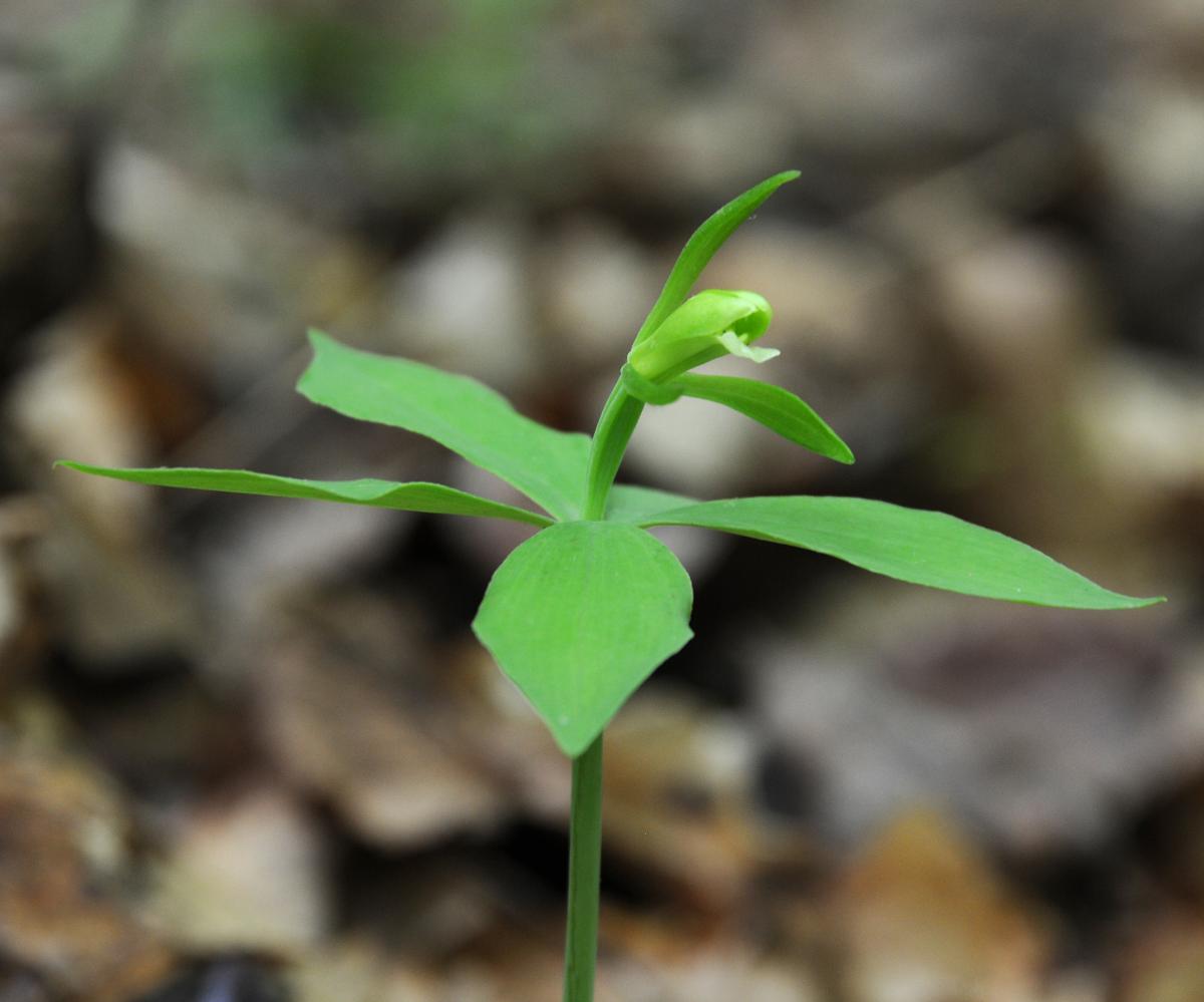 small whorled pogonia orchid