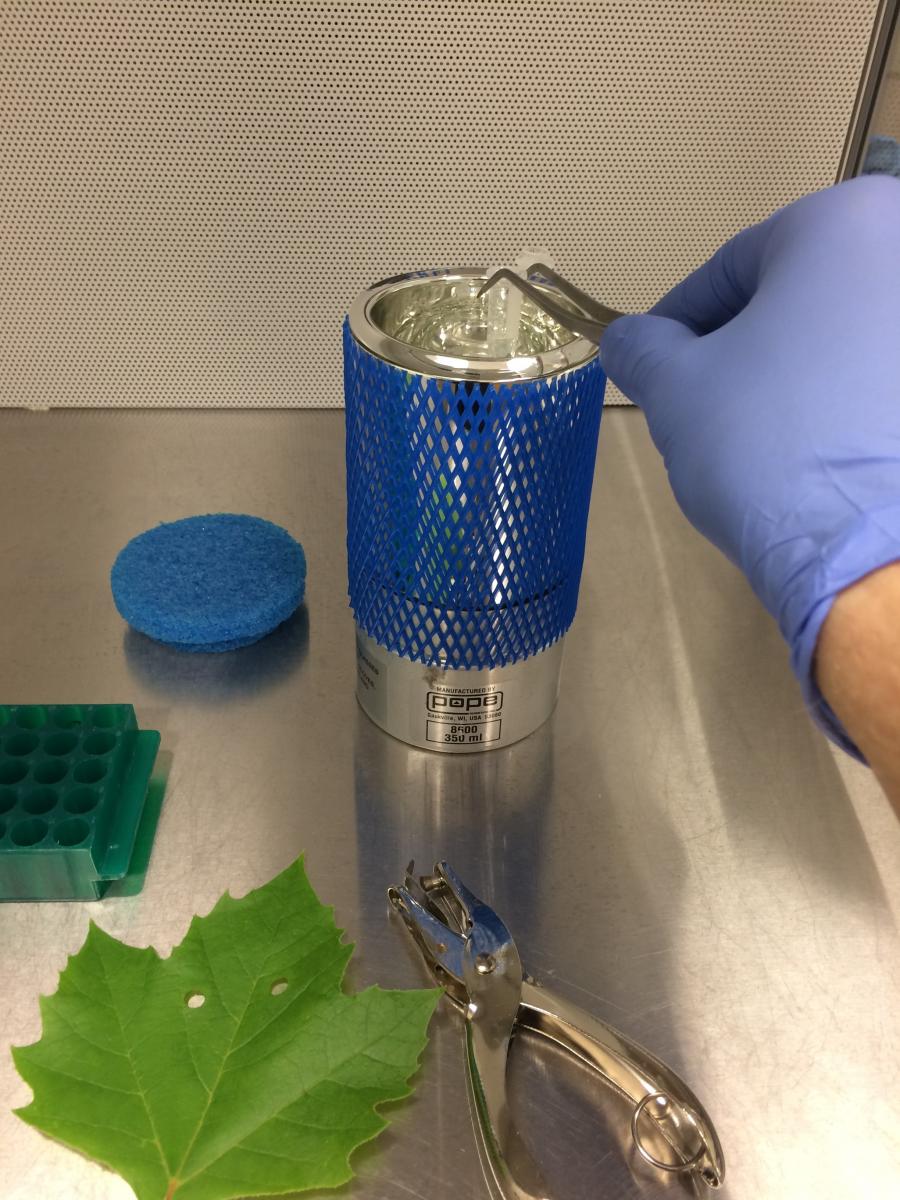 Freezing leaf samples in liquid argon.