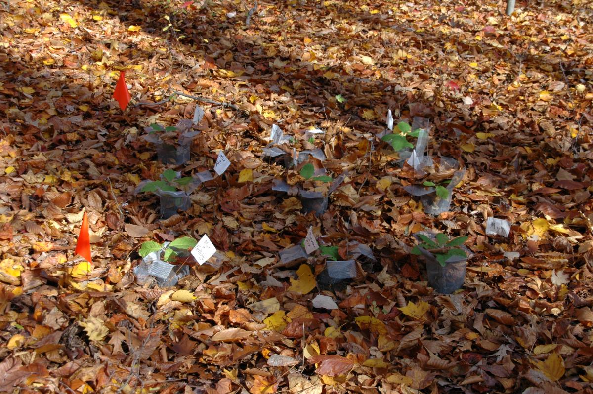 Earthworm mesocosm experiment