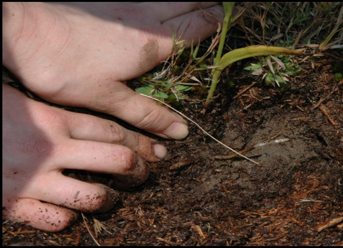 Sampling orchid roots