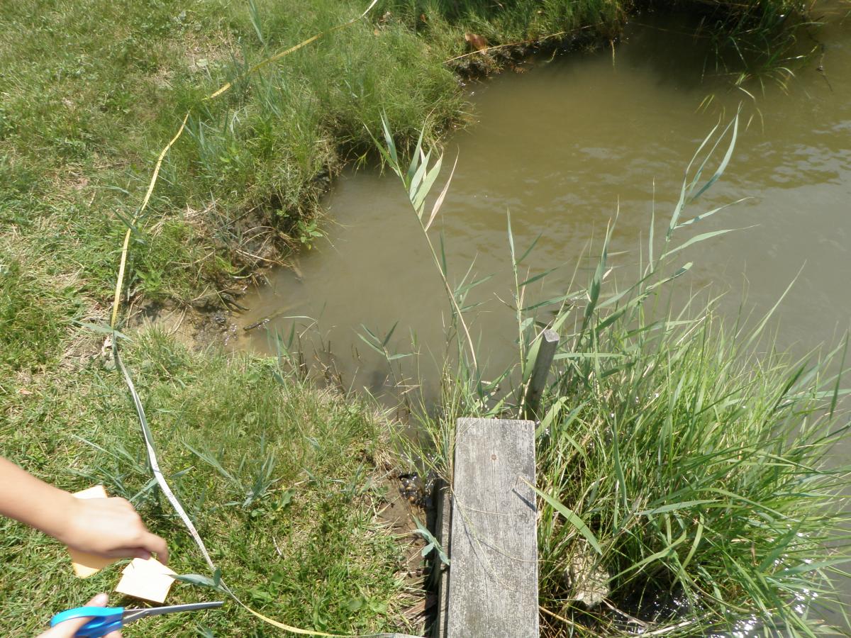 New shoots of Phragmites along a bulkhead