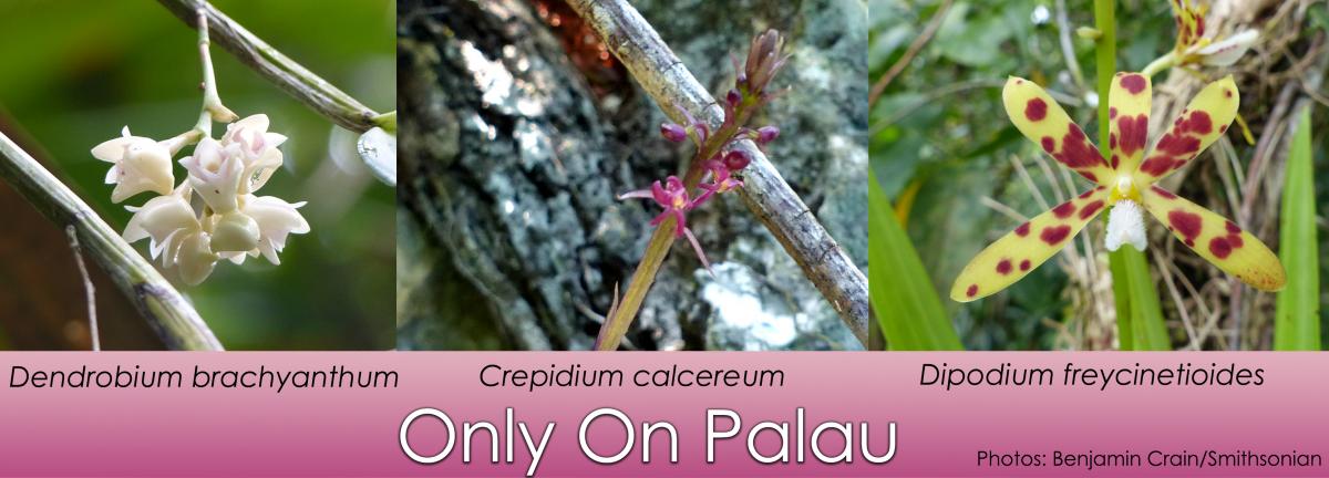 Three orchids found only on Palau (white Dendrobium brachyanthum, purple Crepidium calcereum and Dipodium freycinetioides - yellow with red spots) Photos by Benjamin Crain/SERC