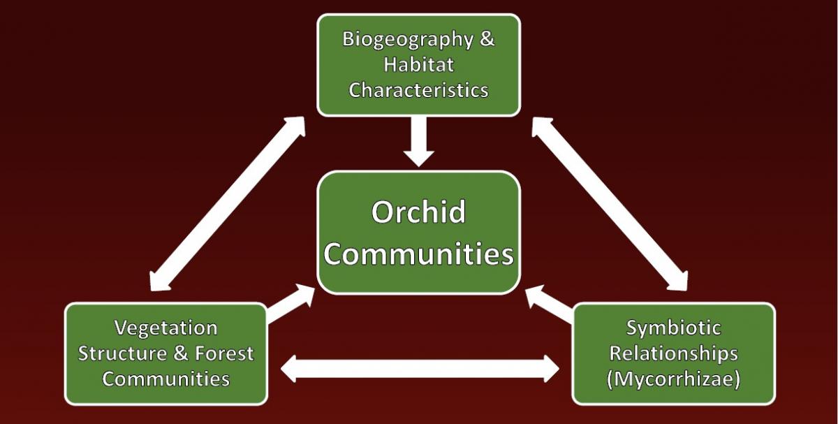 A diagram of orchid-fungus relationships