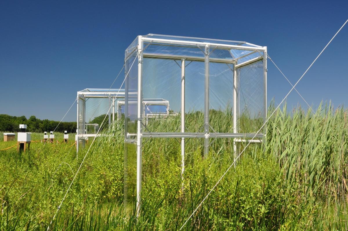 Phragmites in chambers with elevated CO2