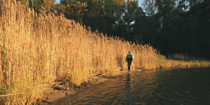 Phragmites on the shoreline