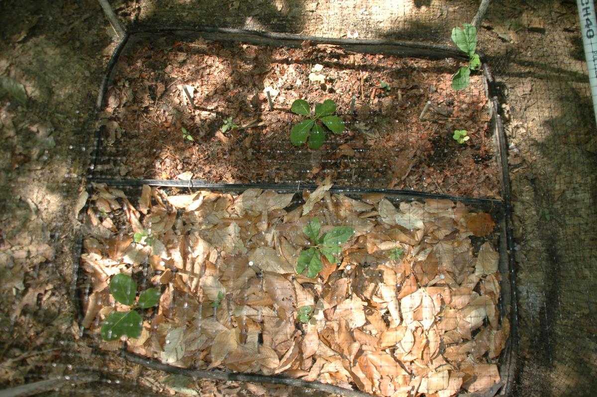 A planted experimental plot