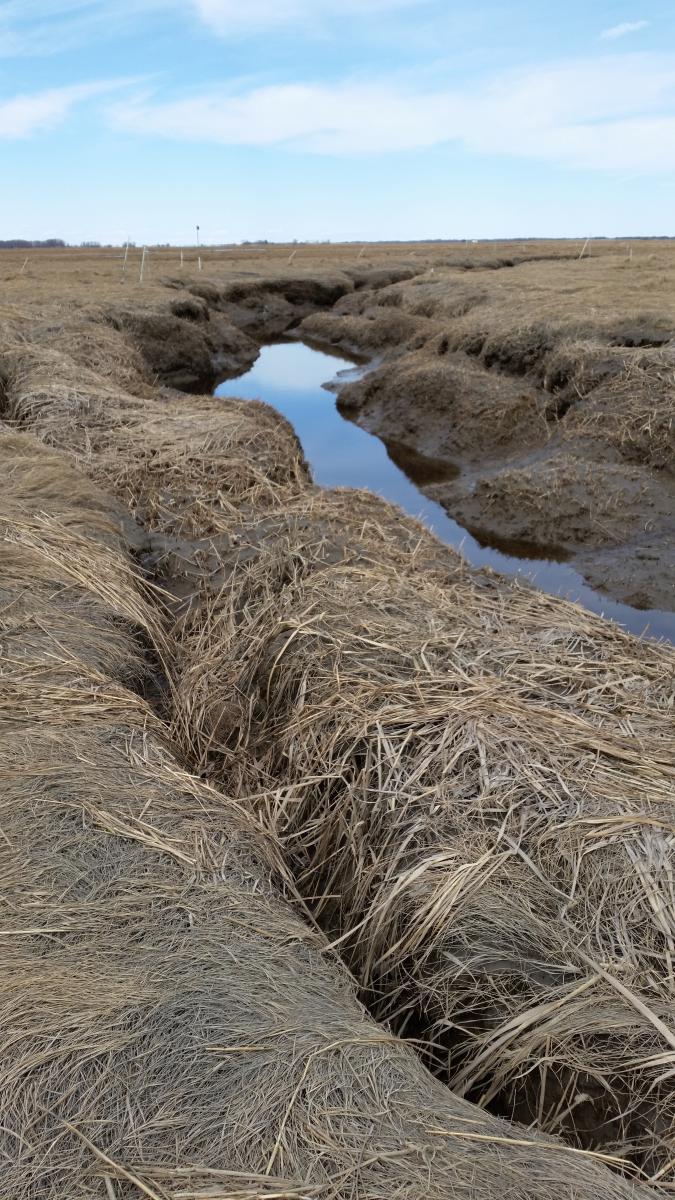 Fragmenting marsh banks