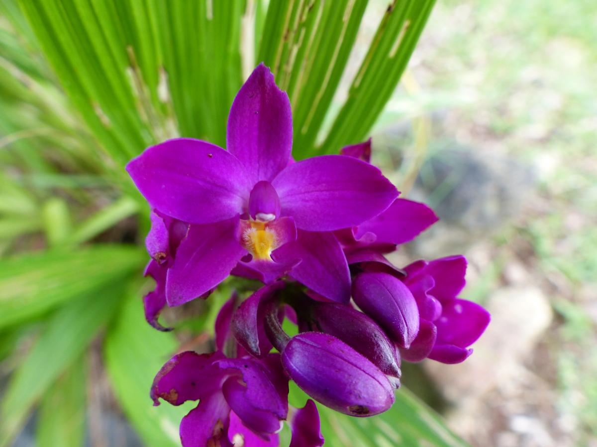 Purple orchid on Palau (Spathoglottis petri)
