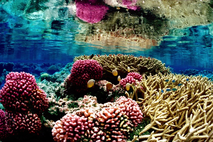 a coral reef