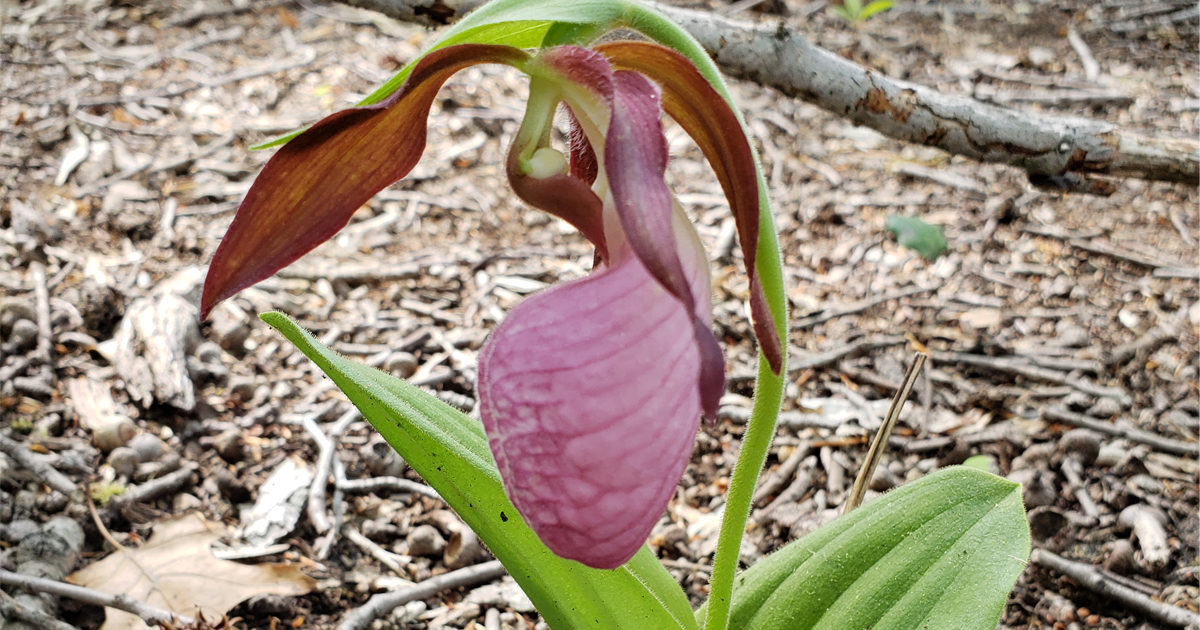 pink lady's slipper flower