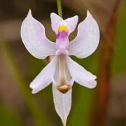 Pale Grass Pink flower