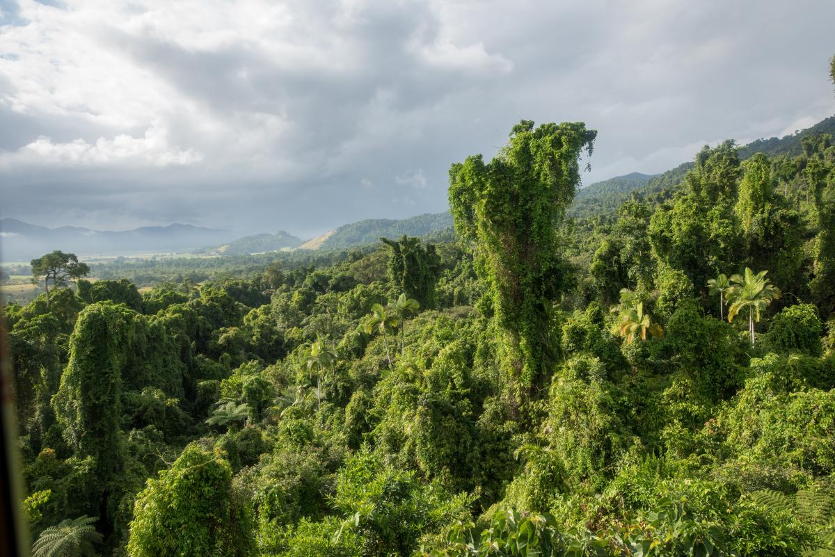 A lush green rainforest canopy, with one tall, vine-covered tree jutting up higher than the rest of the tree line