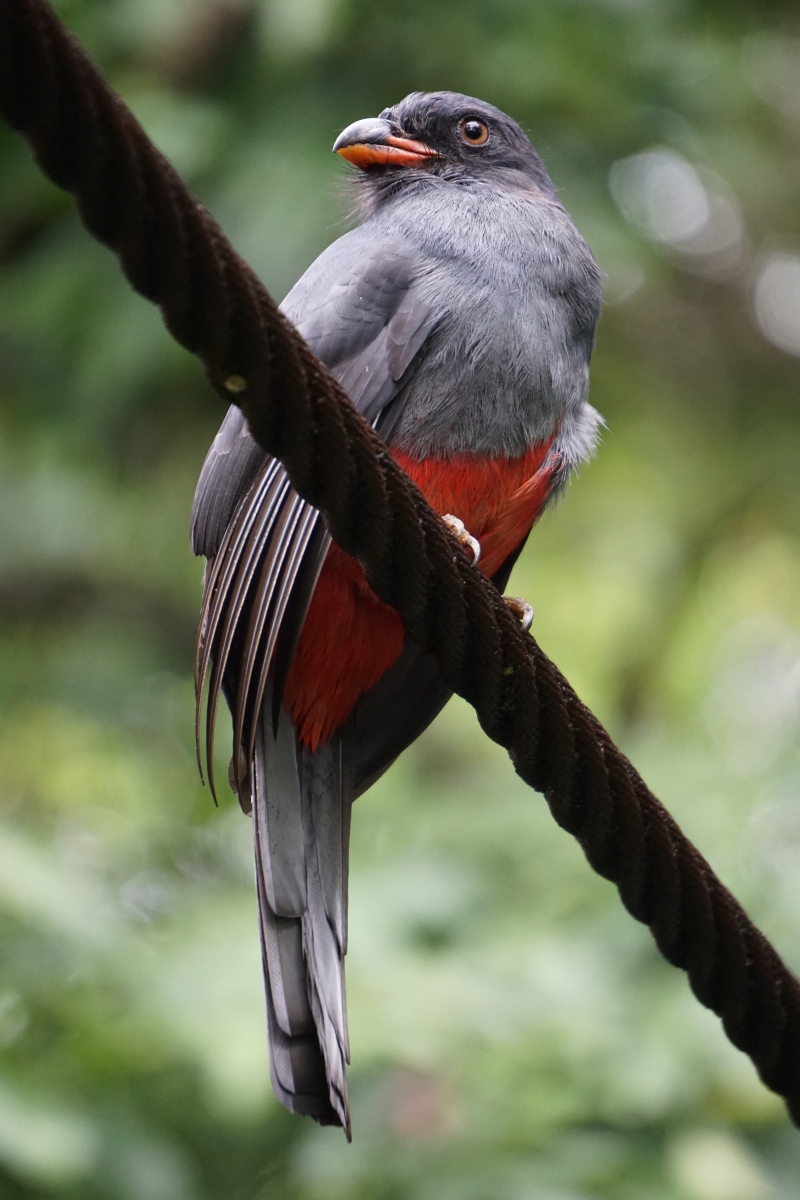 Gray bird with a red belly perches on a thick strand of rope against a green background