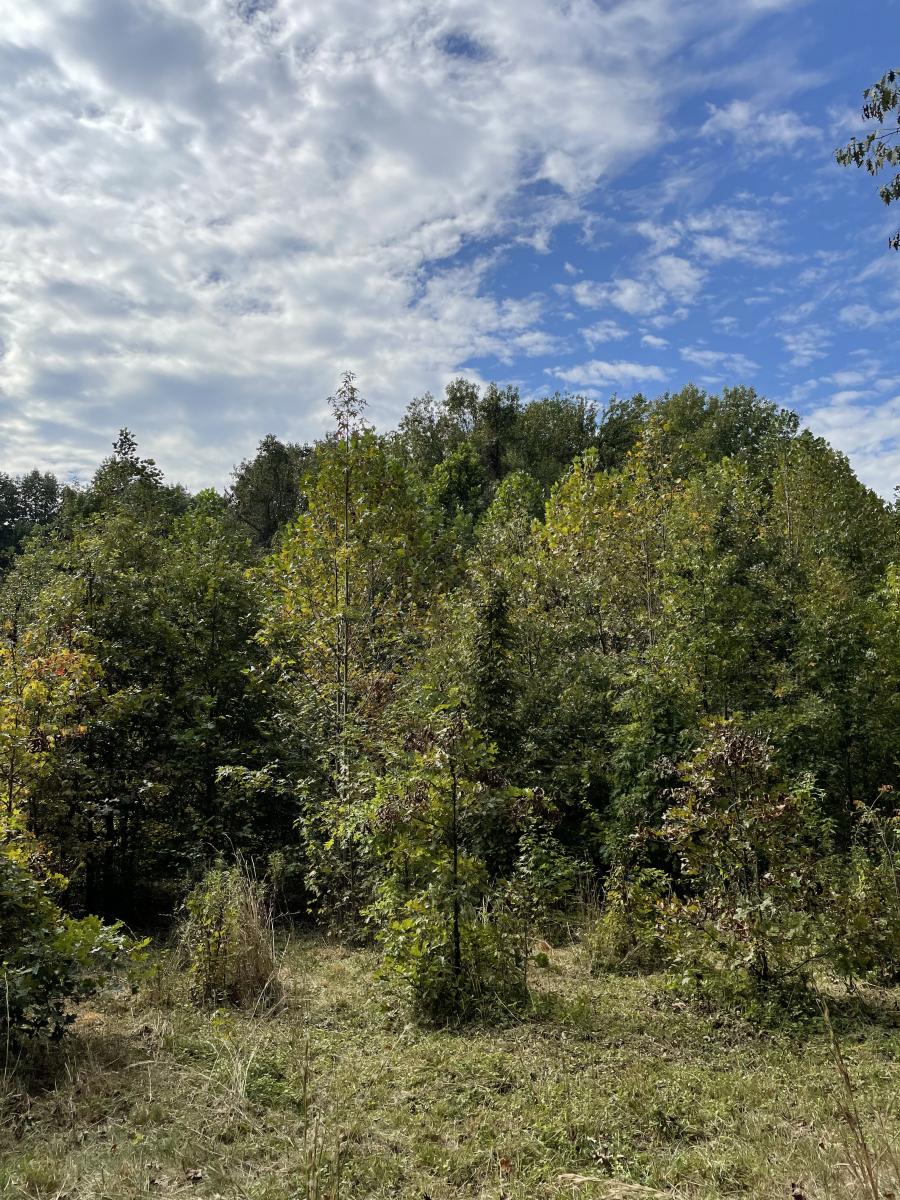 A plot of lush green trees of varying heights, beneath a cloudy blue sky