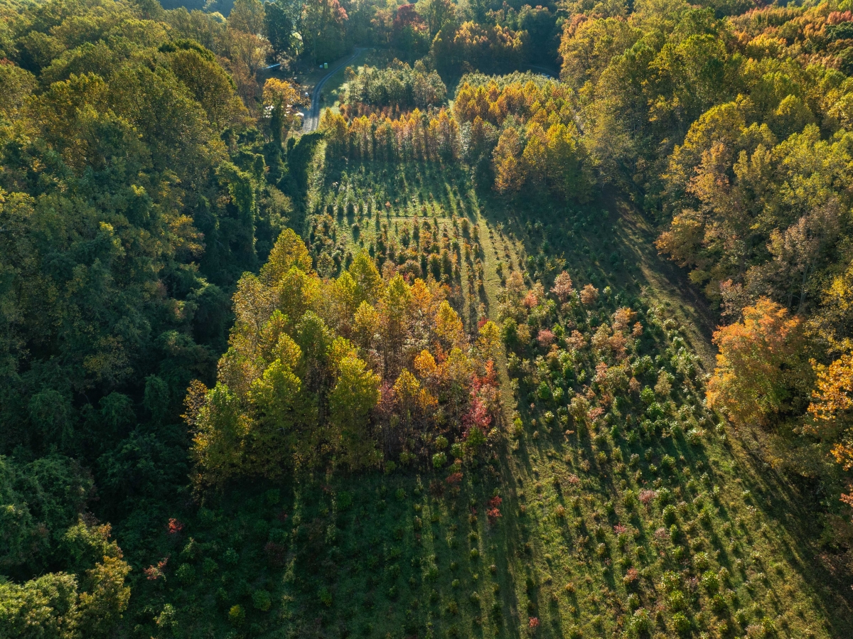 Aerial view of a young forest in autumn, divided into several plots with trees of different heights.